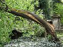 2011-04-16, Eliasfriedhof (71)